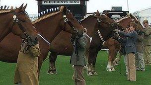 Suffolk Punch horses at the Suffolk Show