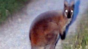 The wallaby captured in a lane way in Brantry near Eglish.