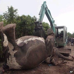 Dead elephant being towed by digger