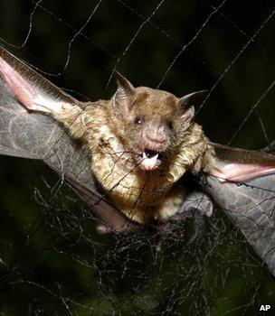 Common vampire bat caught in a net, Brazil (Image: AP)