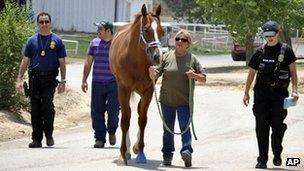 Law enforcement personnel take a horse away from the stable area at Ruidoso Downs Racetrack