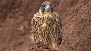 Peregrine chick