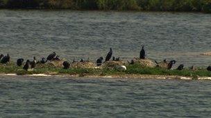 Birds at Dungeness