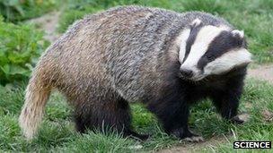 Badger