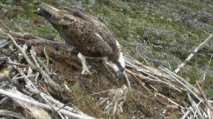 Osprey chicks