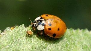 Ladybird