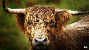 Highland cow