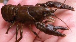 White-clawed crayfish