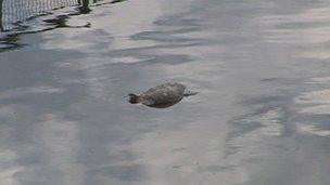 A dead fish floats in the River Nene