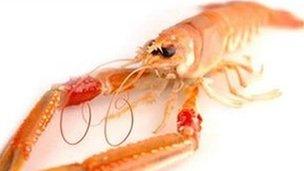 Scottish langoustine. Pic: Supplied by Mallaig and Northwest Fishermen's Association