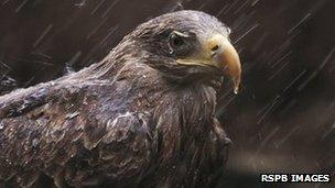 White-tailed sea eagle