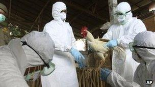 Men in protective clothing capturing Bird Flu infected chicken