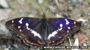 The Princethorpe Woodlands provide the ideal habitat for the elusive Purple Emperor. (Photo Steven Cheshire, Warwickshire Wildlife Trust)