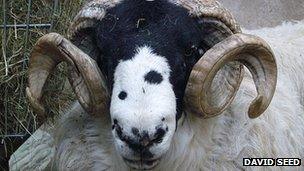 Rough Fell Sheep