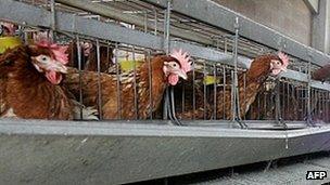 Battery hens on farm near Milan, Italy - file pic