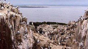 Kittiwakes nesting on the Farne Islands