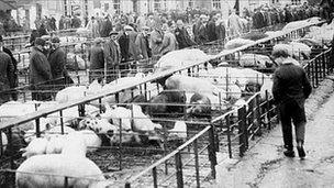 Hereford cattle market