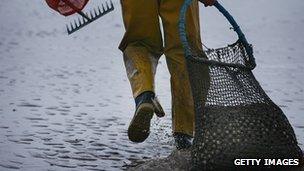 Cockle picker on Morecambe Bay - image taken in 2008