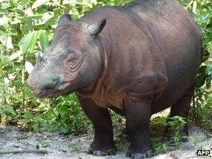 Ratu the Sumatran rhinoceros near the end of her pregnancy (22 June 2012)