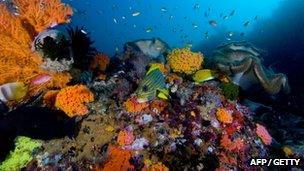 Coral reef scene in Raja Ampat Islands