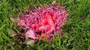 Pink dog poo