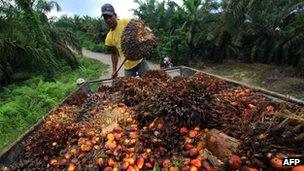 A worker at a palm plantation