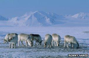 Svalbard reindeer