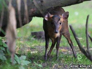 Muntiacus, South Asian deer