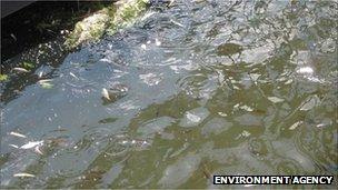 Fish affected by pollution in River Nene, Cambridgeshire