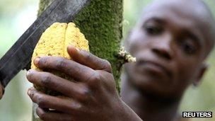 A man cutting a cocoa fruit in Ivory Coast