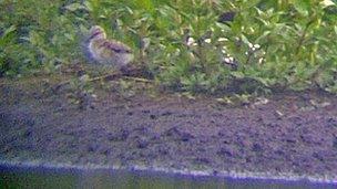 One of the avocet chicks