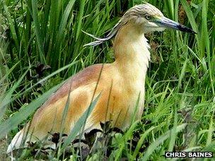 Squacco heron