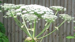 Giant hogweed