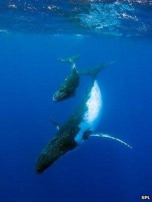 Humpback whale and calf