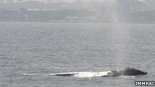 Gray whale sighted off Herzliya Marina