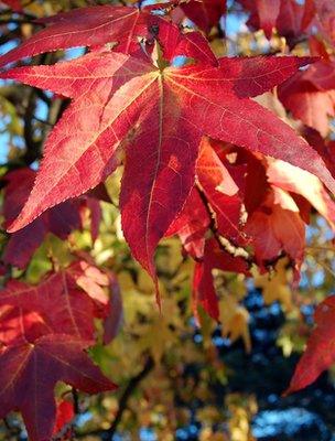 Sweet gum leaves (Image: BBC)