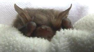 Bat in blanket