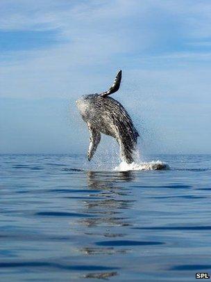 Humpback whale breaching