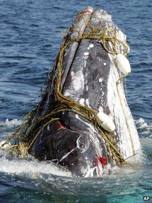 A whale entangled in a shark net off Australia's Gold Coast