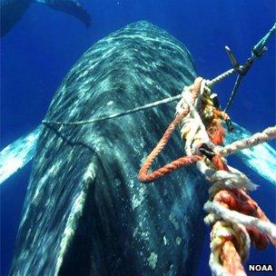 Using a "flying knife" to cut fishing ropes around a whale