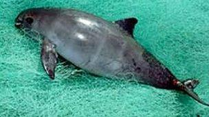 Vaquita (Image: National Geographic Stock/Flip Nicklin/Minden Pictures/WWF)