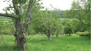 Slew Orchard, Devon