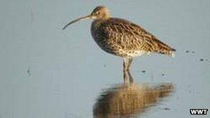 A curlew