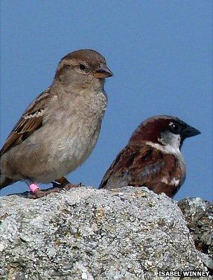 House sparrows (Image: Isabel Winney)