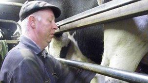 Milking cows