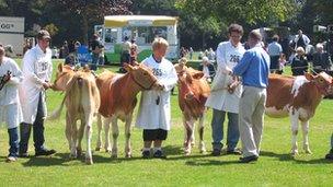 Cows being judged at Guernsey's cattle judging show