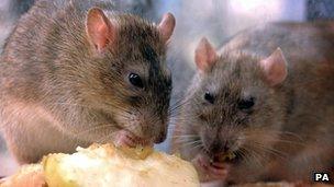 Rats nibbling discarded food in central London