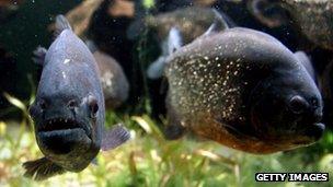 Piranha swimming in an aquarium tank