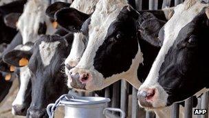 generic cows in milking shed