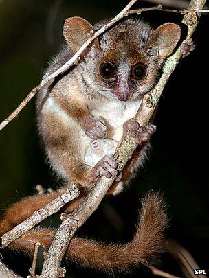 Mouse lemur